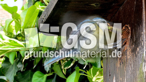 Blaumeise_mit_Futter (22).jpg